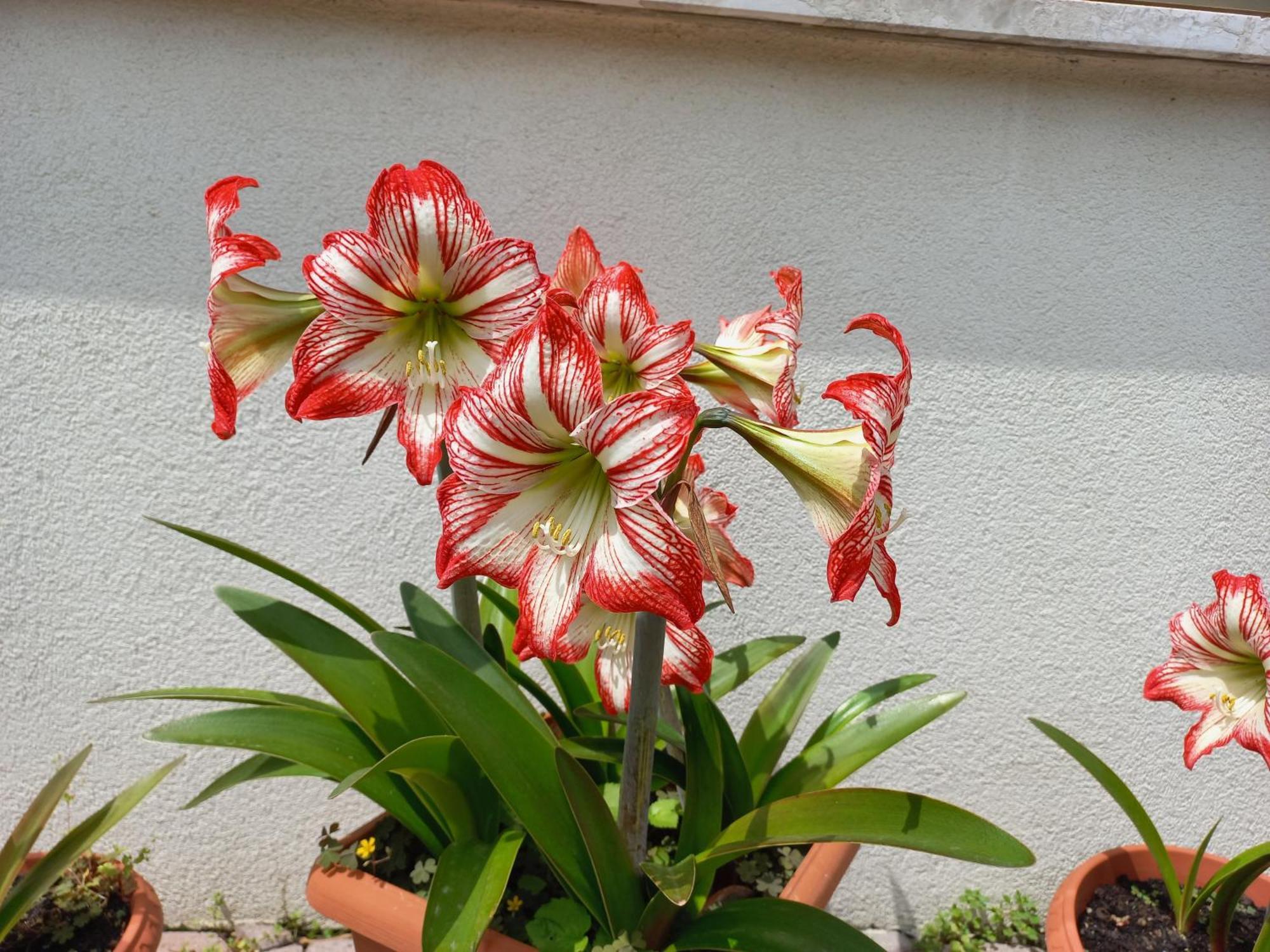 Appartamento Le Magnolie Mestre Exterior foto