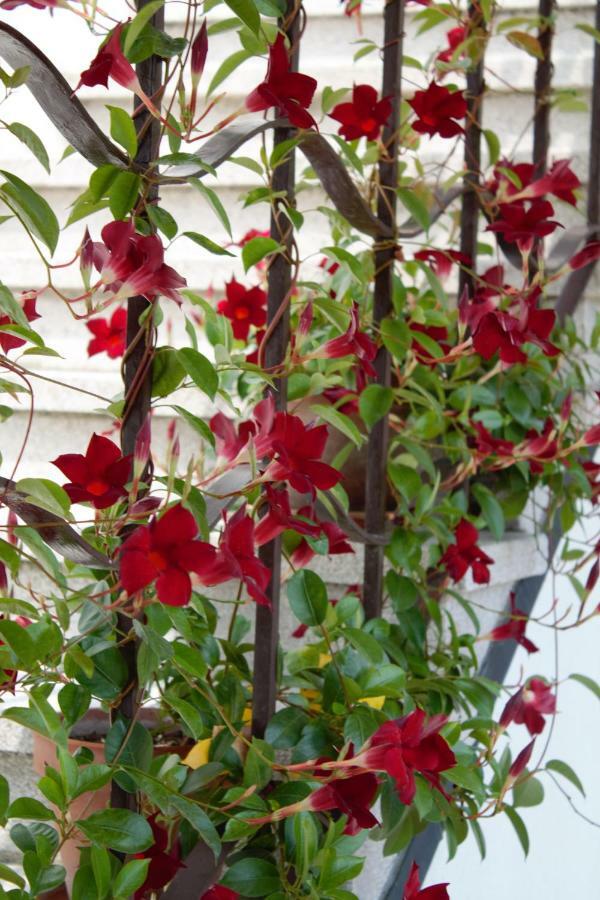 Appartamento Le Magnolie Mestre Exterior foto